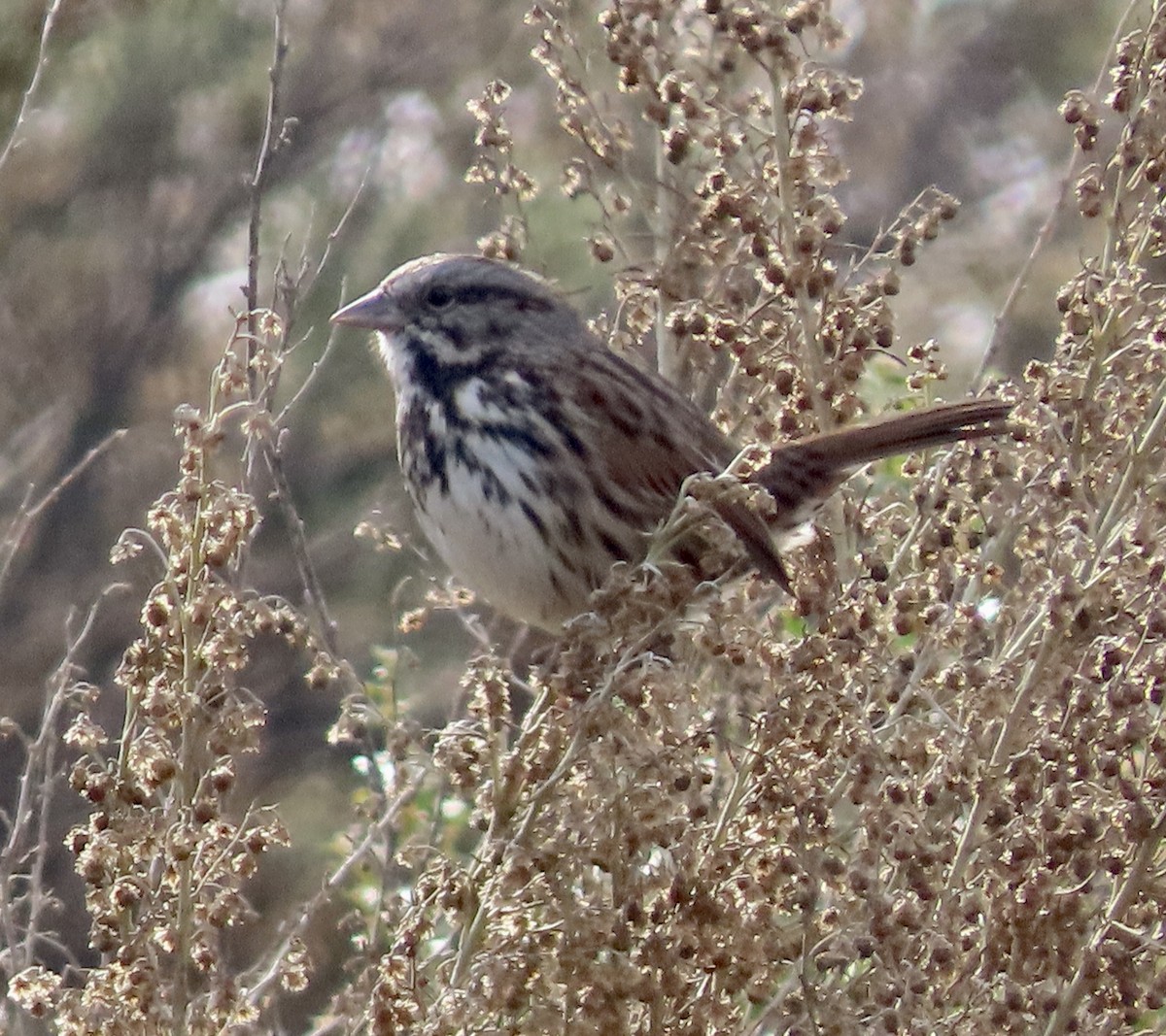 Song Sparrow - ML612244392