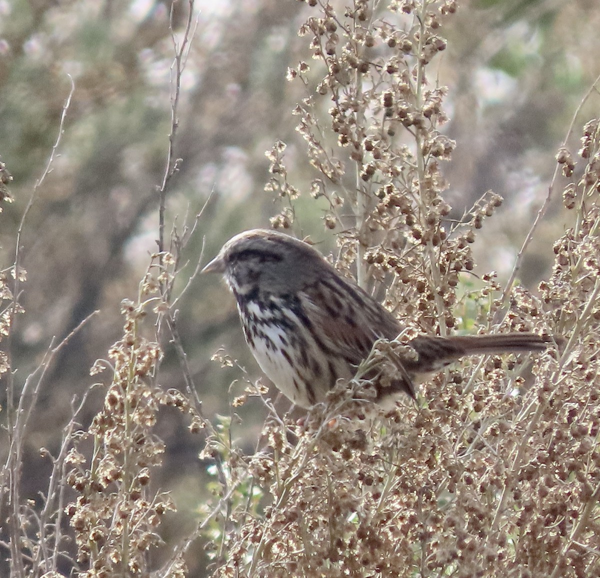 Song Sparrow - ML612244393