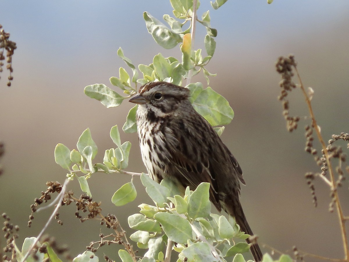 Song Sparrow - ML612244394