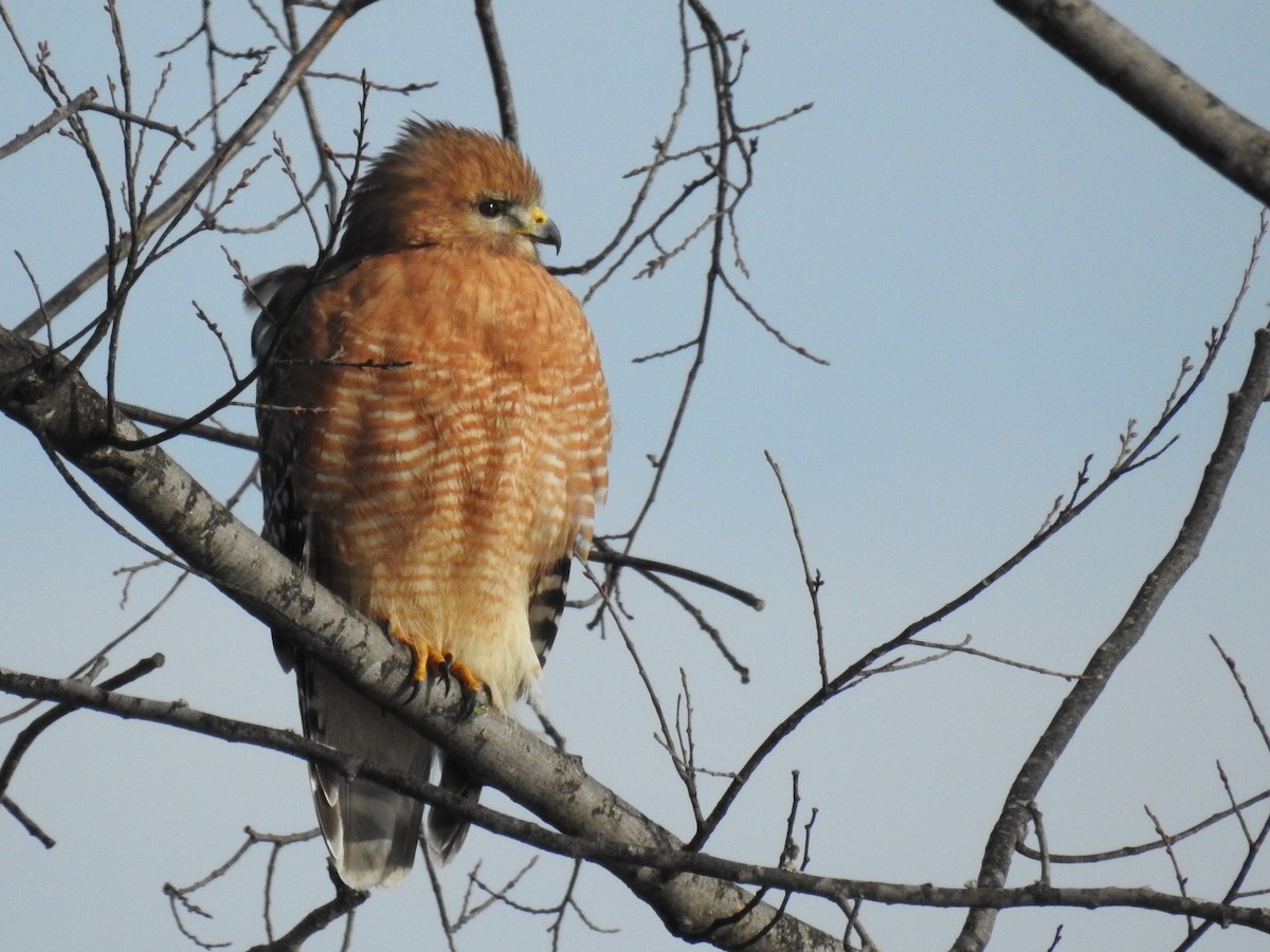 Red-shouldered Hawk - ML612244409