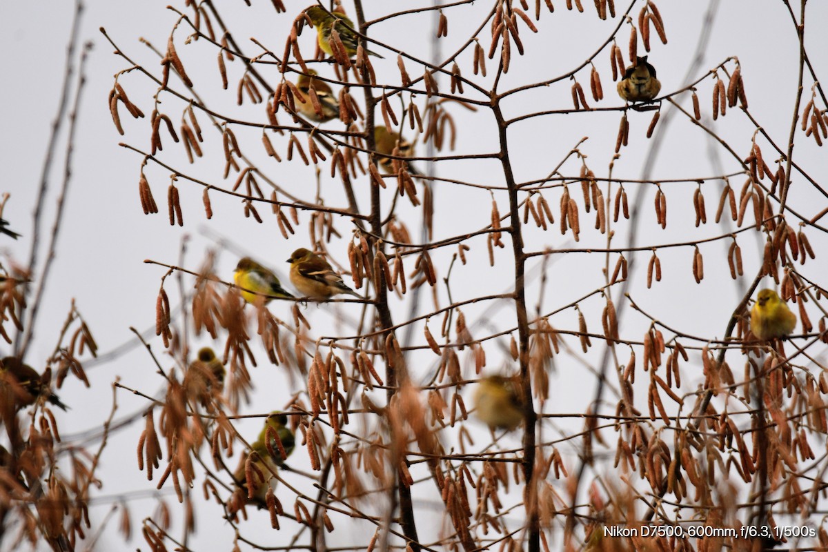 American Goldfinch - ML612244451