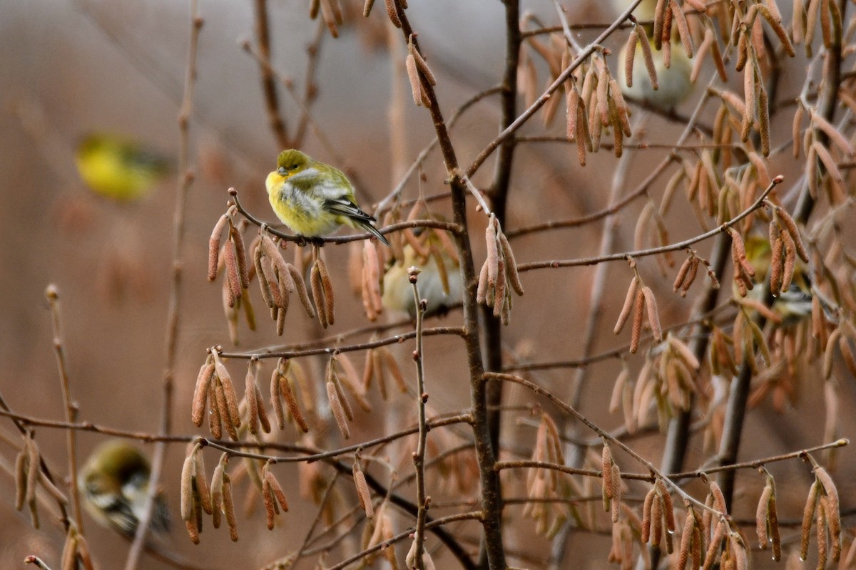 American Goldfinch - Andrew Hovey