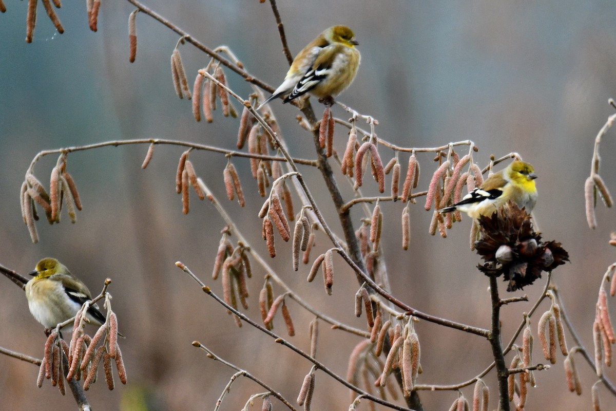 American Goldfinch - ML612244453