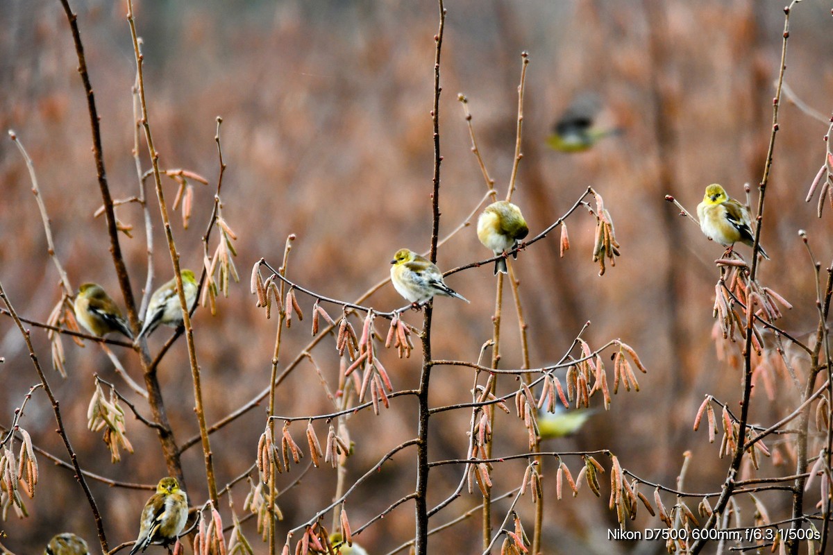 American Goldfinch - ML612244454