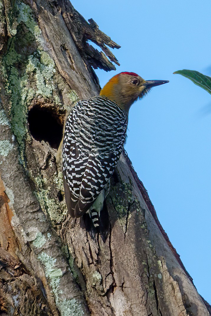 Hoffmann's Woodpecker - ML612244463