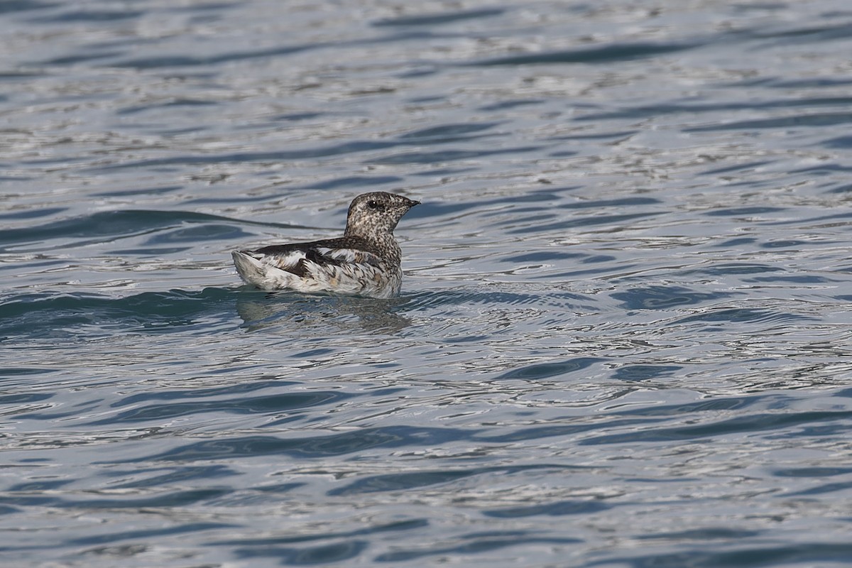 Kittlitz's Murrelet - ML612244729