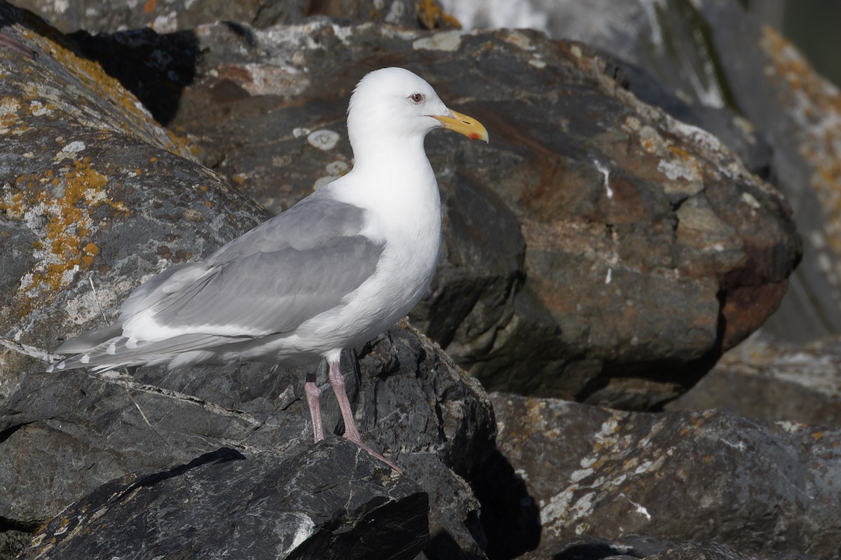 Gaviota de Bering - ML612244784