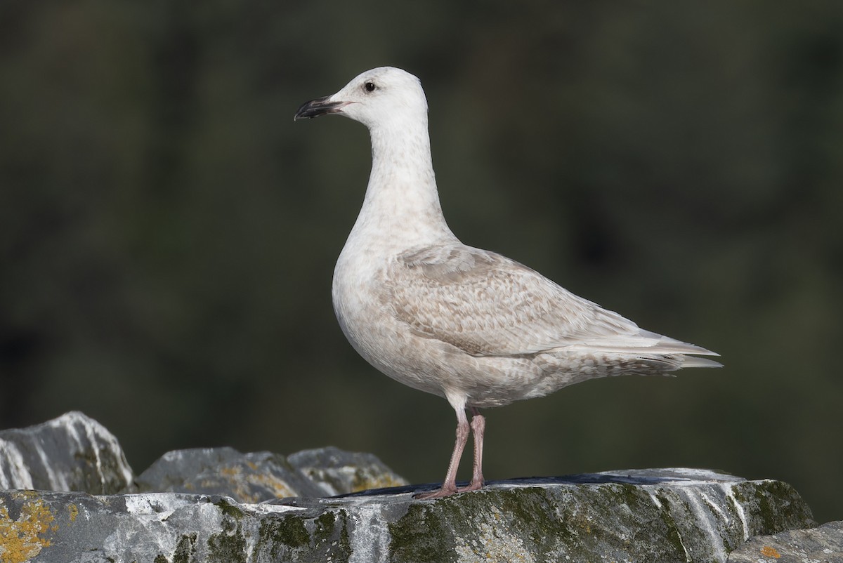 Glaucous-winged Gull - Michael Todd
