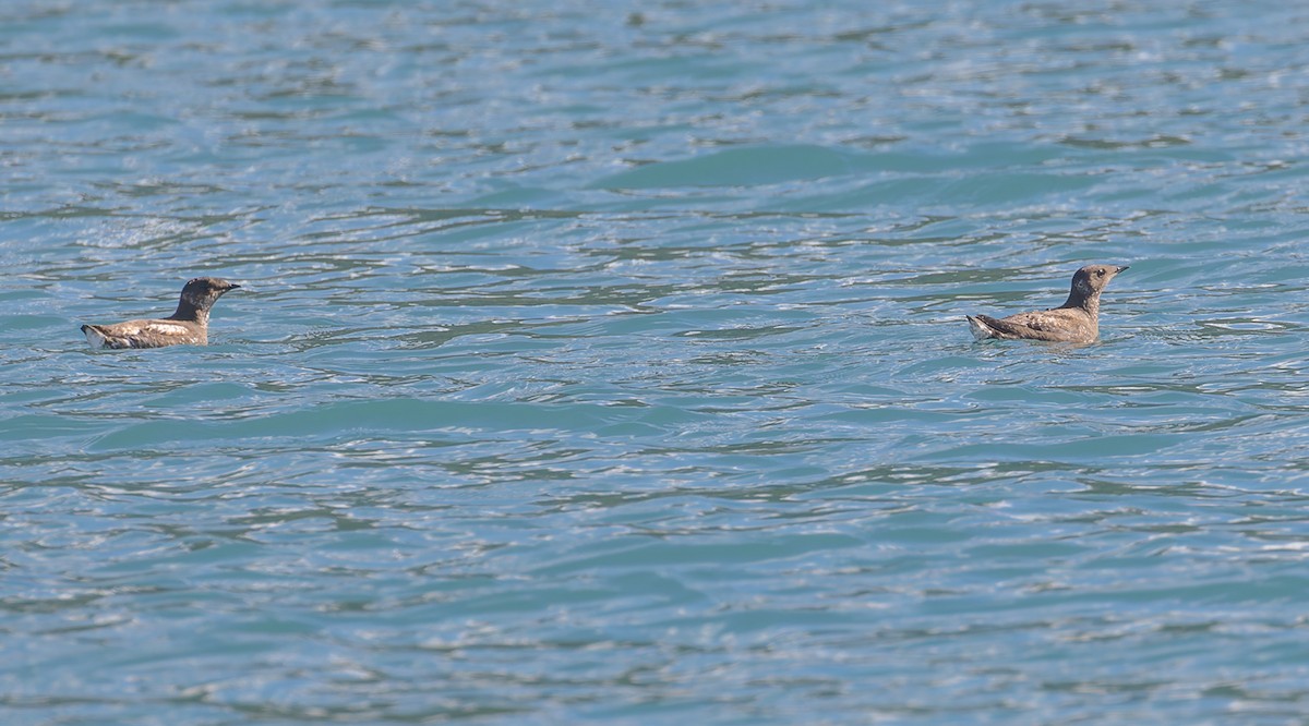 Marbled Murrelet - Michael Todd