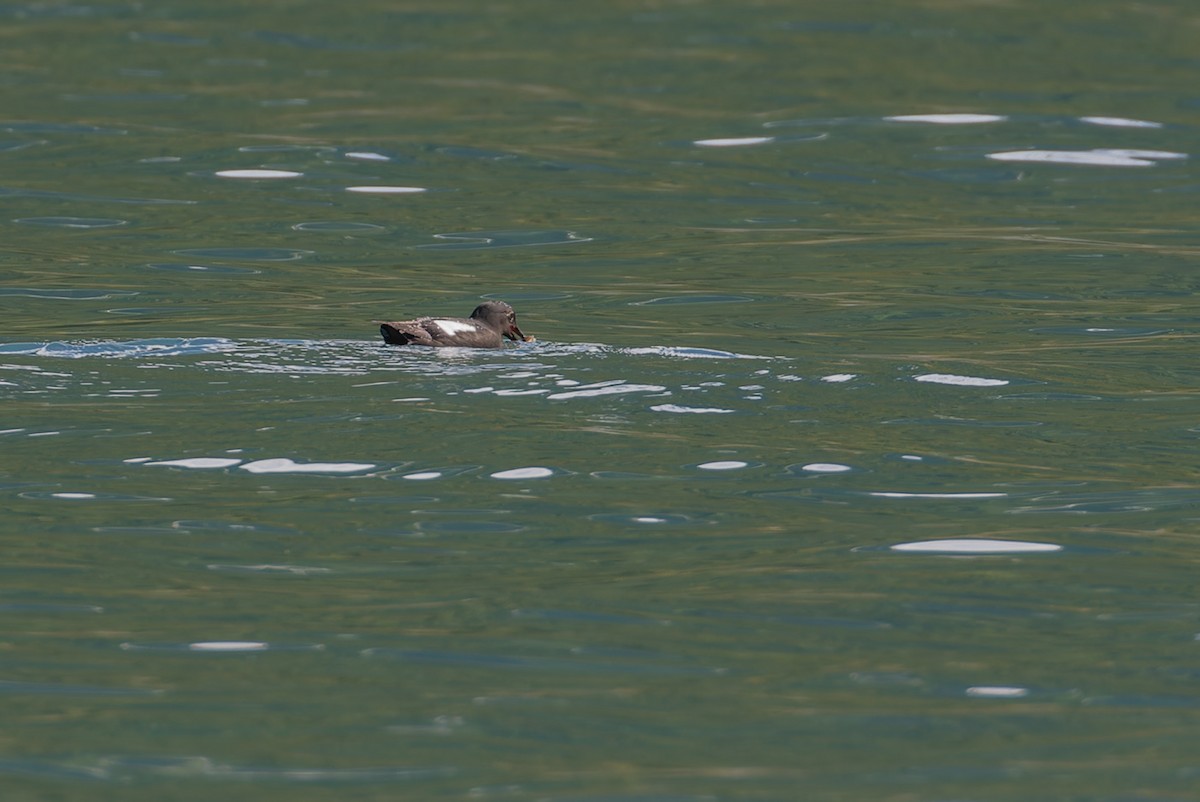 Pigeon Guillemot - ML612244813