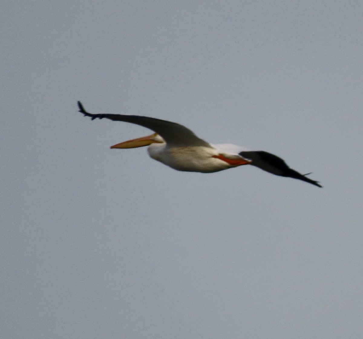 American White Pelican - ML612244827