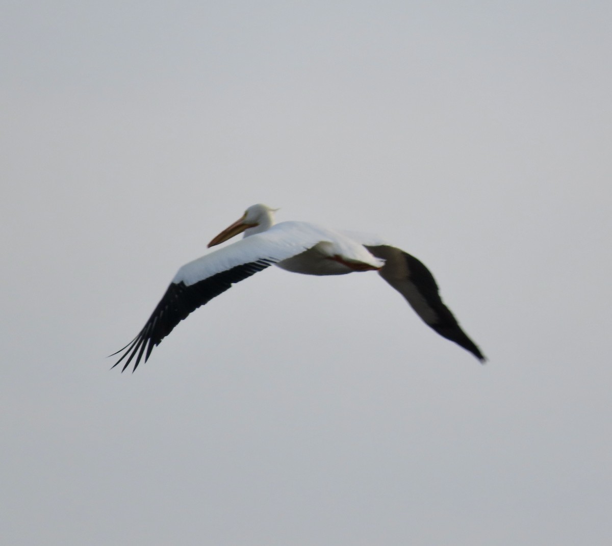 American White Pelican - ML612244828