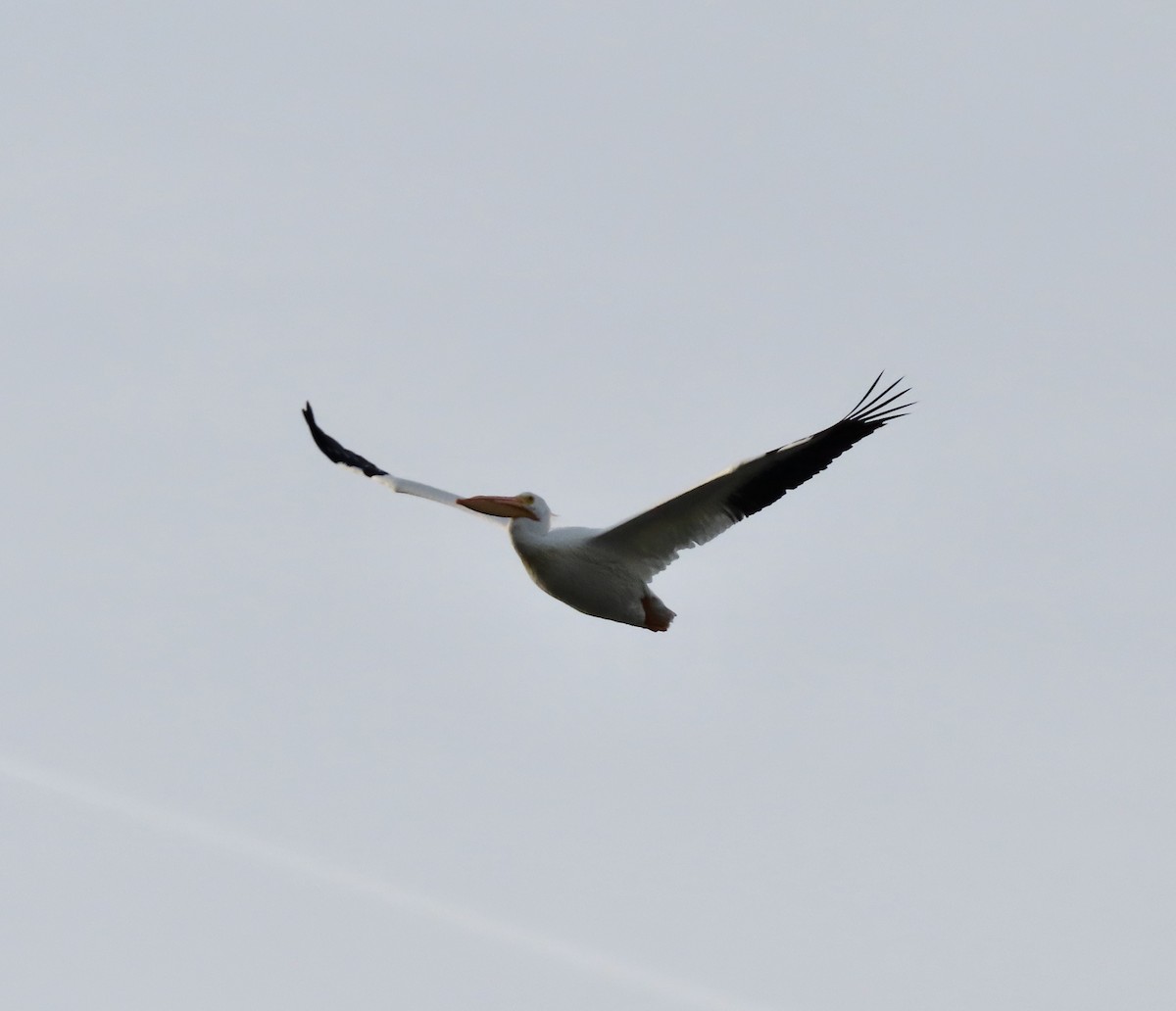 American White Pelican - ML612244829