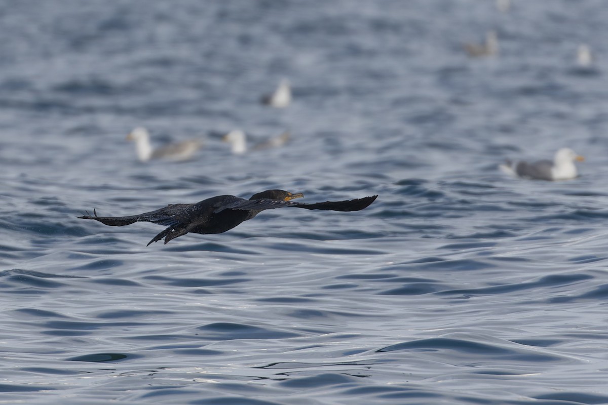 Double-crested Cormorant - Michael Todd