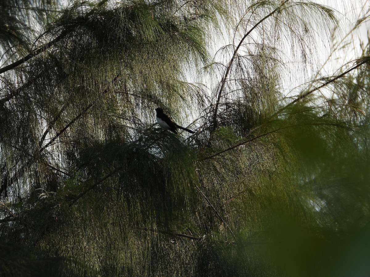 Willie-wagtail - ML612244893