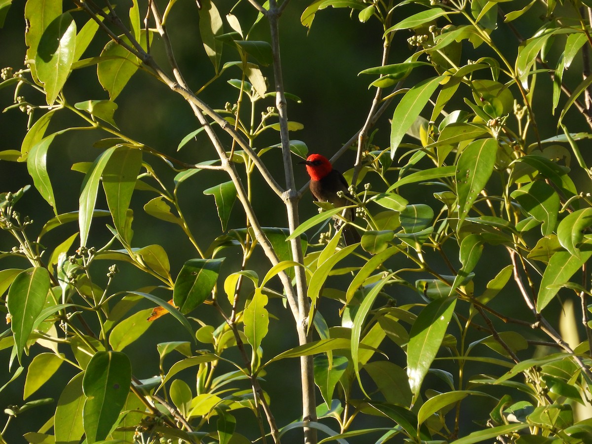 Red-headed Myzomela - ML612244897