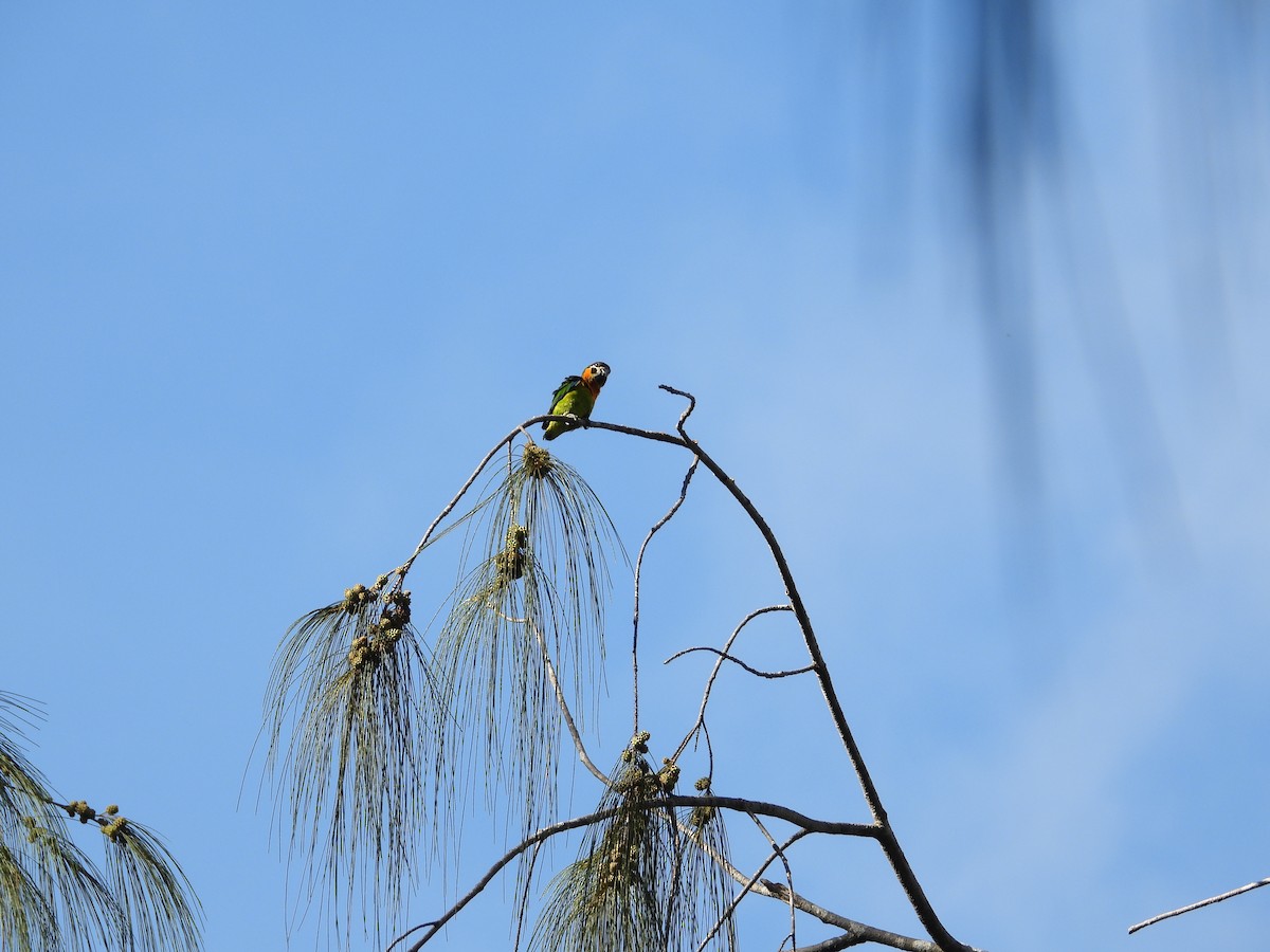 Dusky-cheeked Fig-Parrot - ML612244904