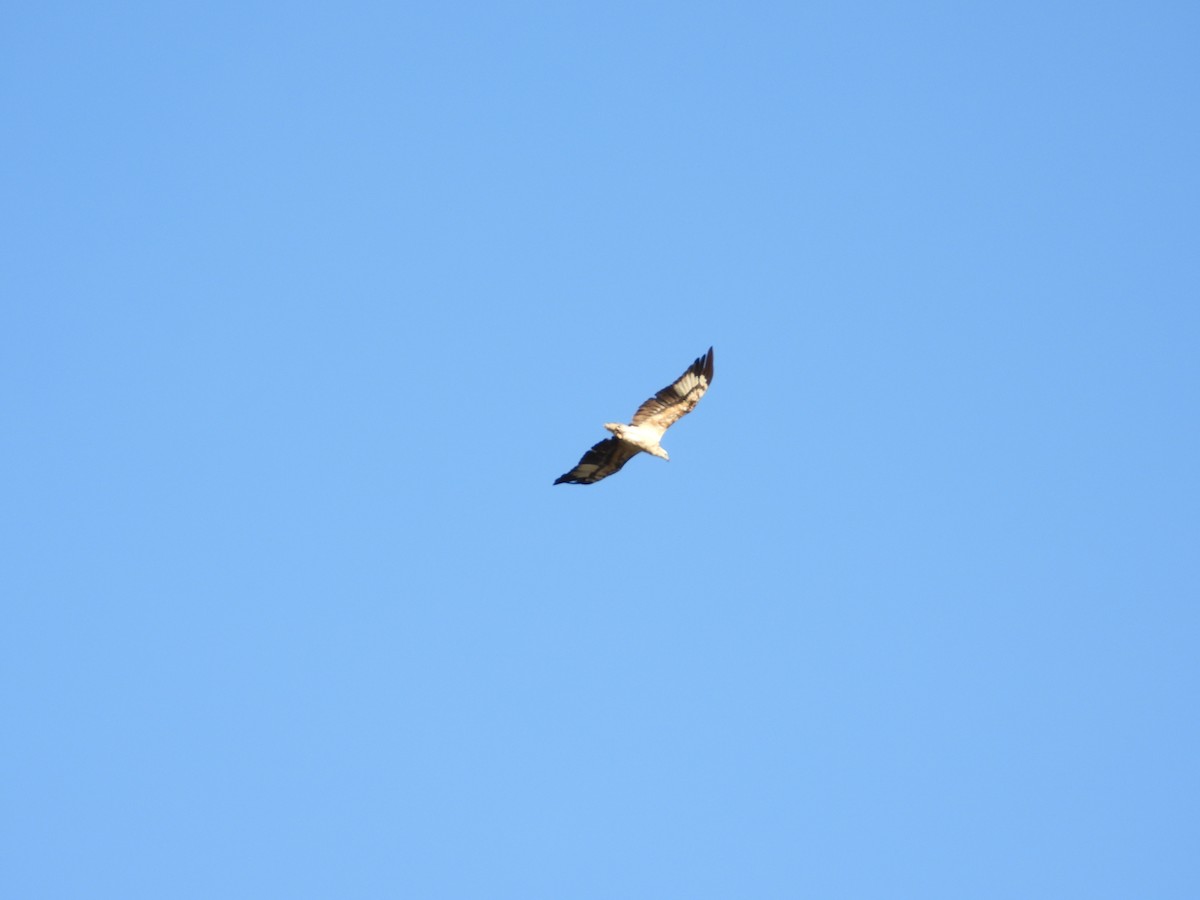White-bellied Sea-Eagle - ML612244911