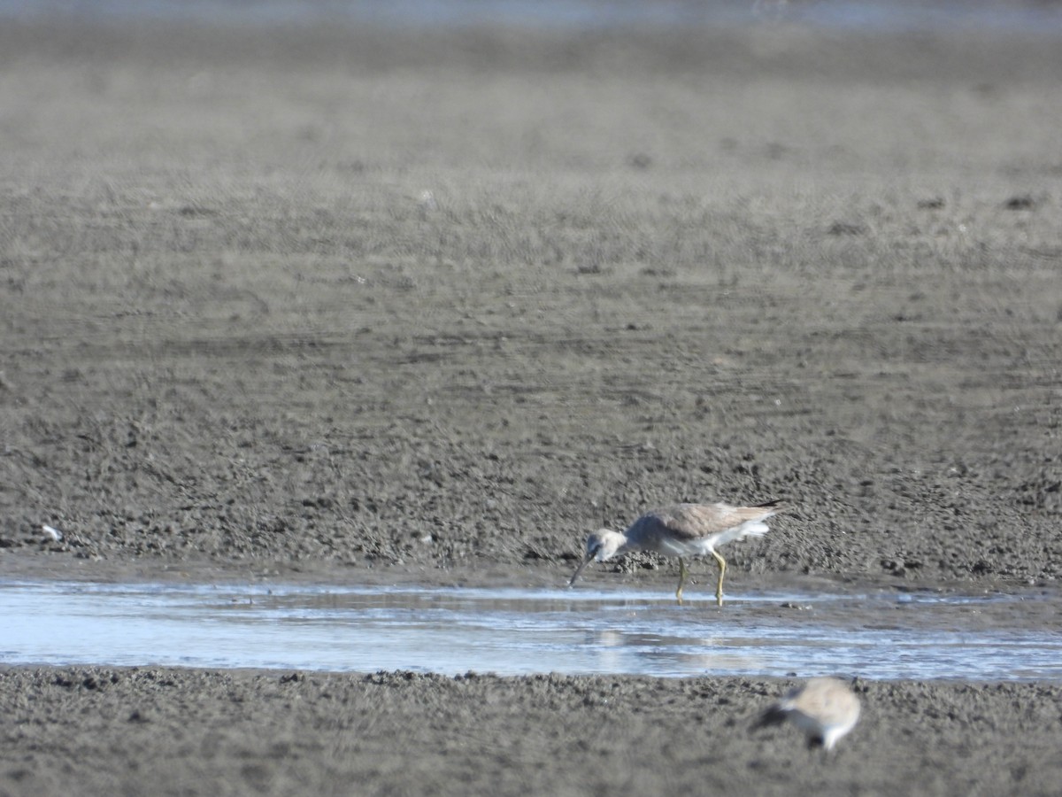 Gray-tailed Tattler - ML612244923