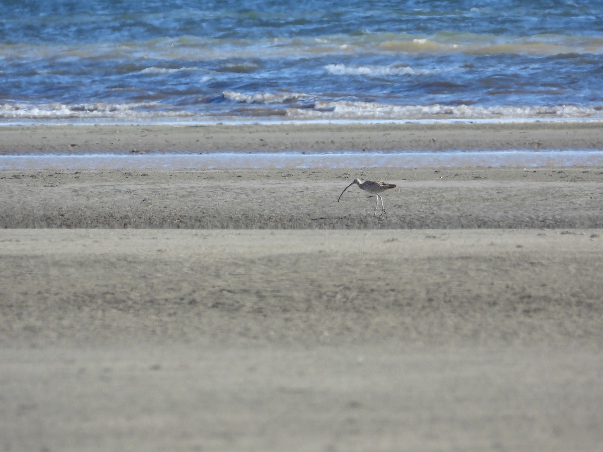 Far Eastern Curlew - ML612244927