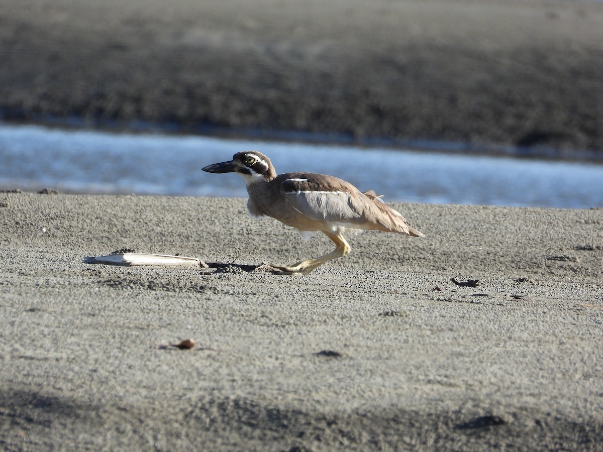 Beach Thick-knee - ML612244937