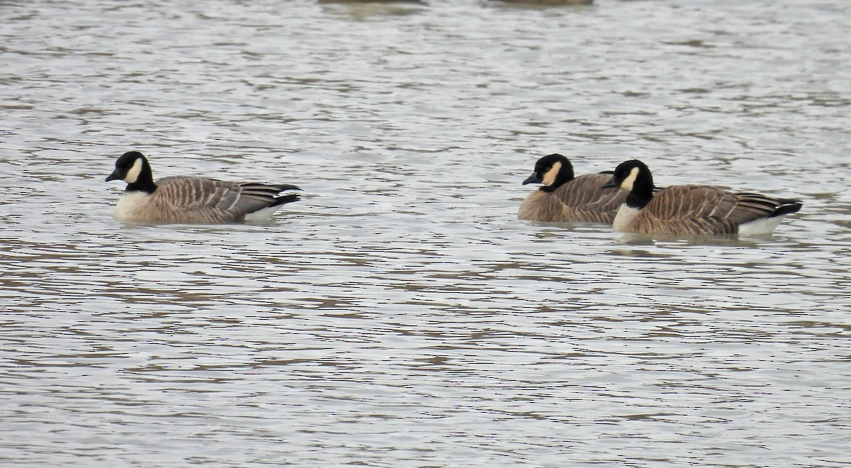 Cackling Goose - Jean Iron