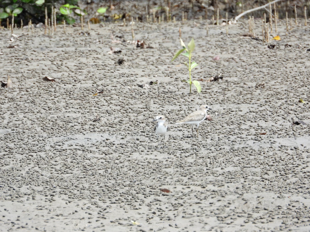 Greater Sand-Plover - ML612244962