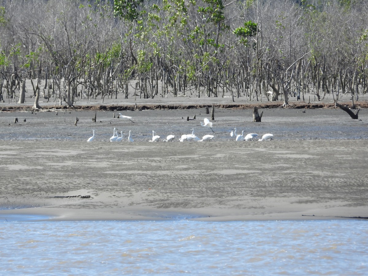 Little Egret - ML612244972