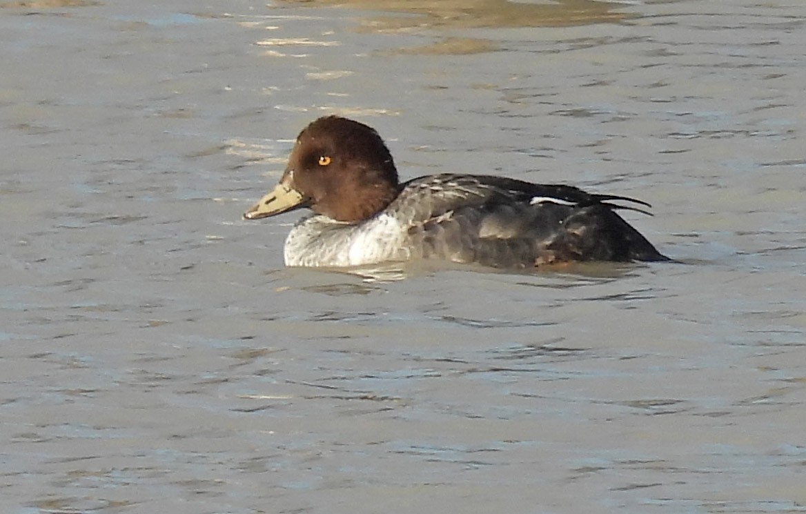 Common Goldeneye - ML612244984