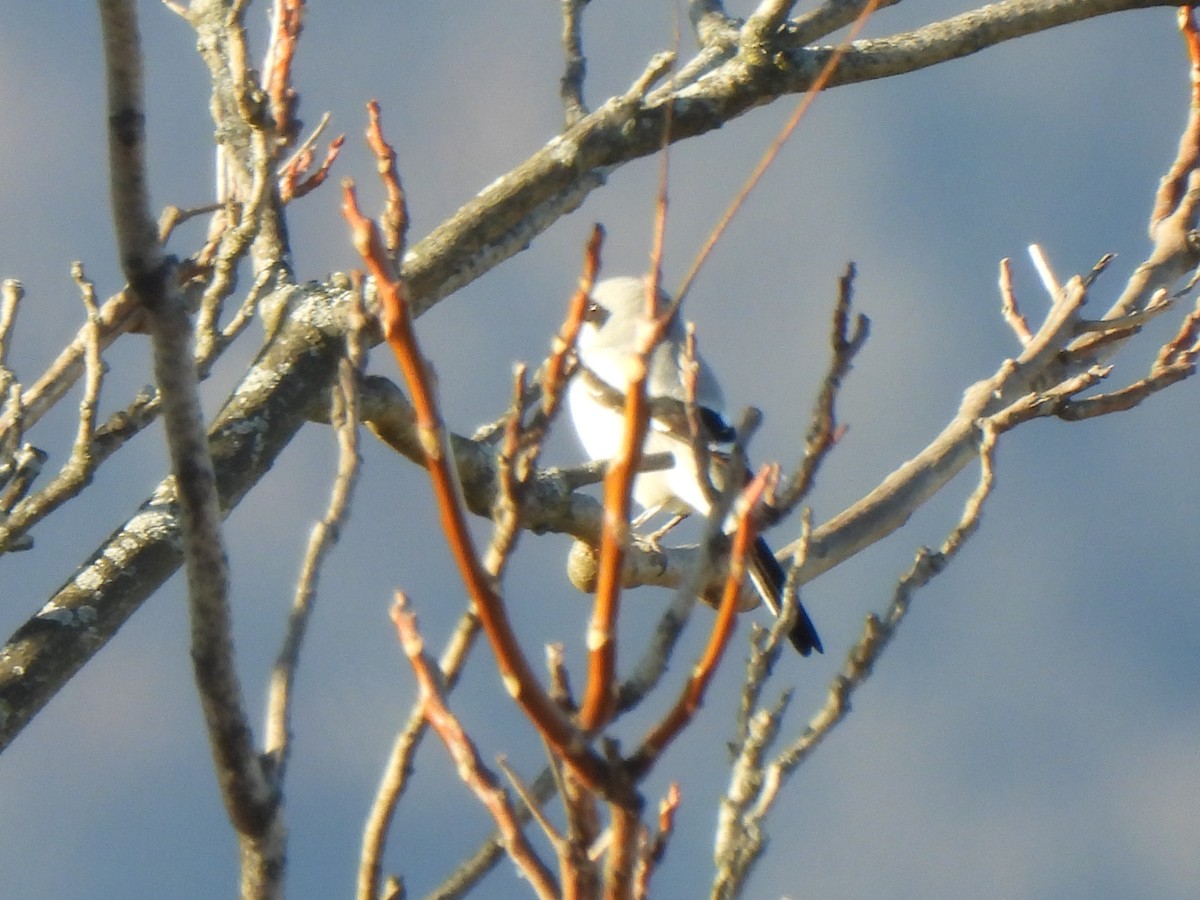 Loggerhead Shrike - ML612245020