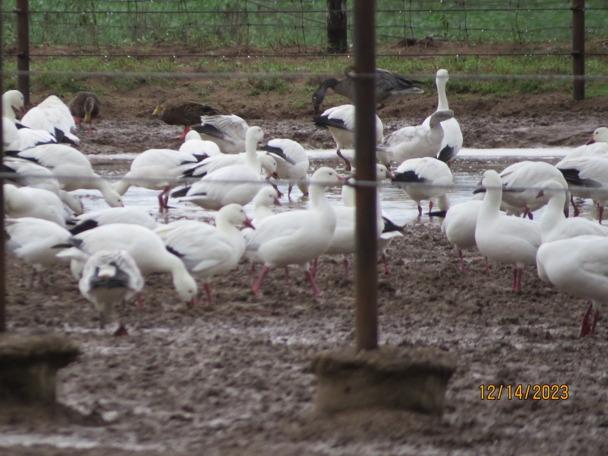 Snow Goose - Tamie Bulow