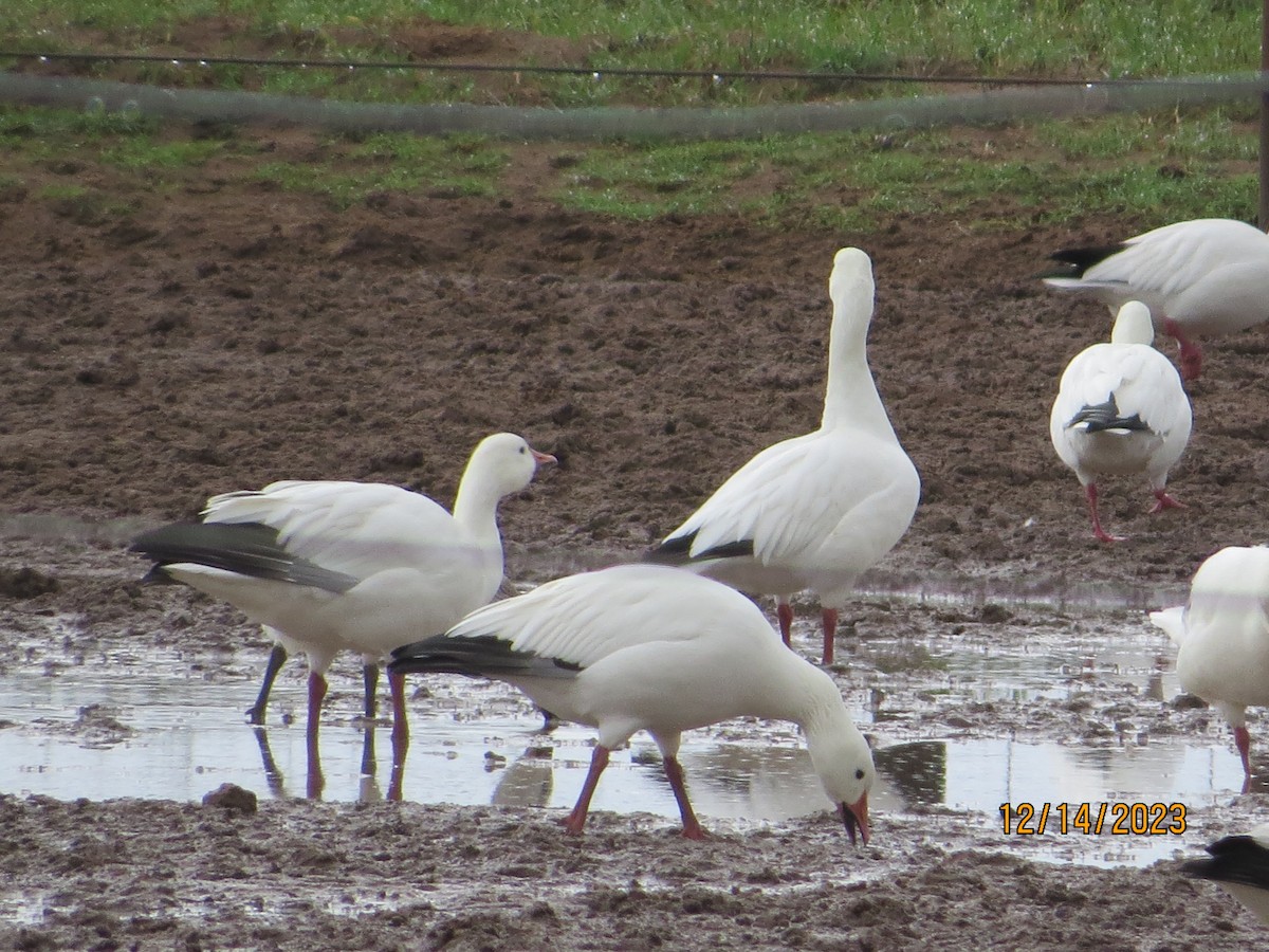 Snow Goose - Tamie Bulow