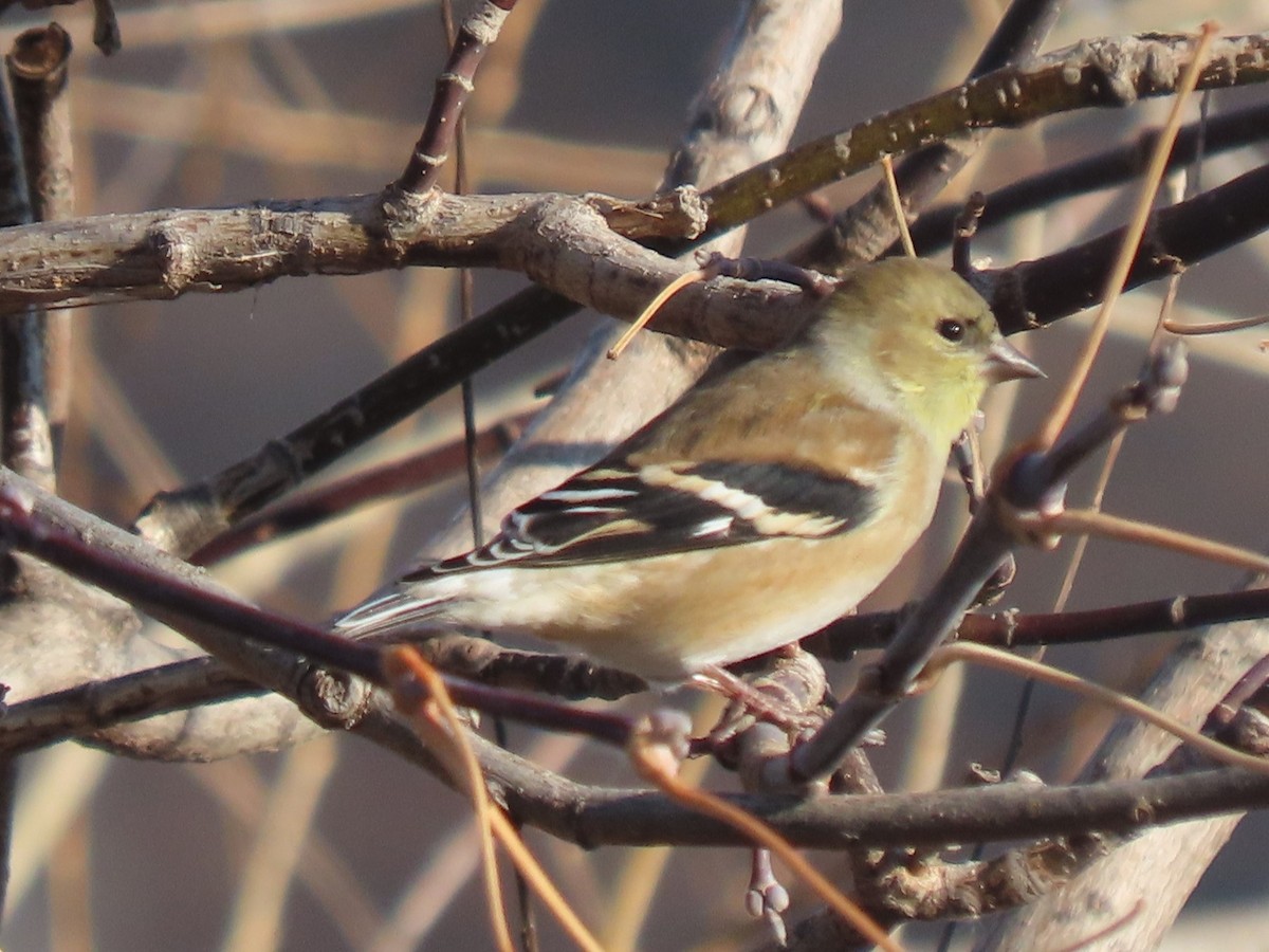 American Goldfinch - ML612245117