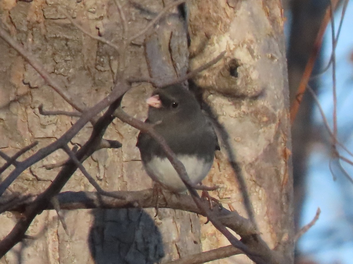 Dark-eyed Junco - ML612245133