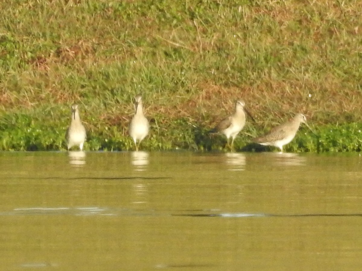 Long-billed Dowitcher - ML612245237