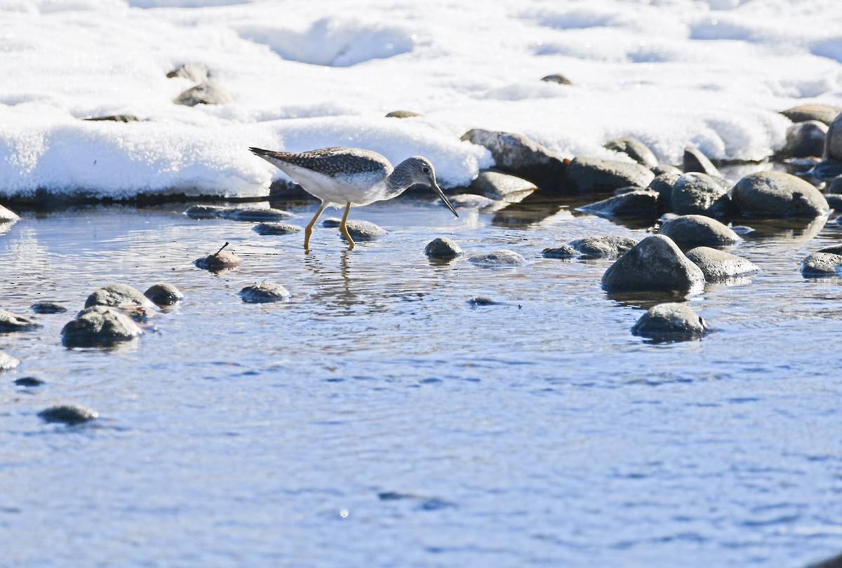 Greater Yellowlegs - ML612245273