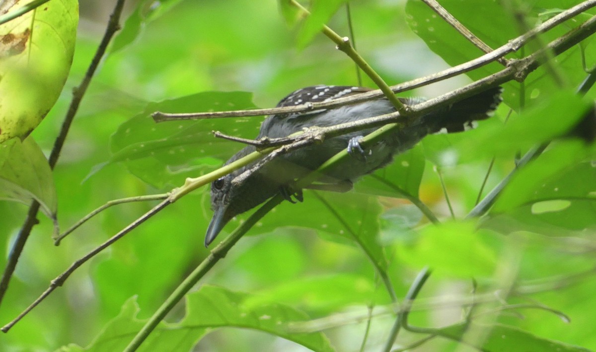 Black-crowned Antshrike - ML612245287