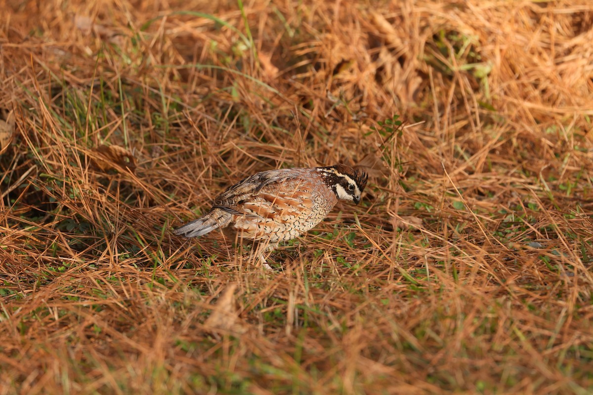 Northern Bobwhite - ML612245294