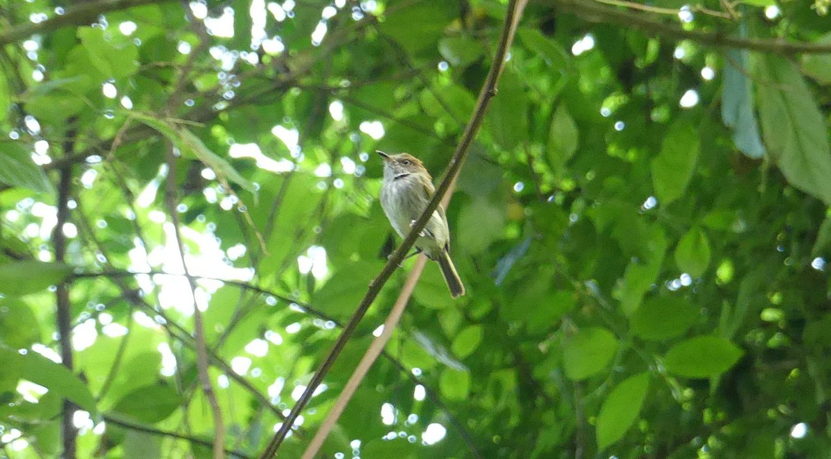 Scale-crested Pygmy-Tyrant - ML612245306