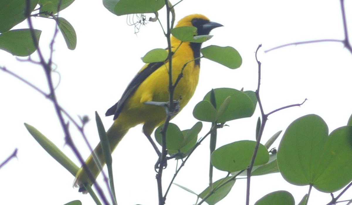 Yellow-tailed Oriole - ML612245340