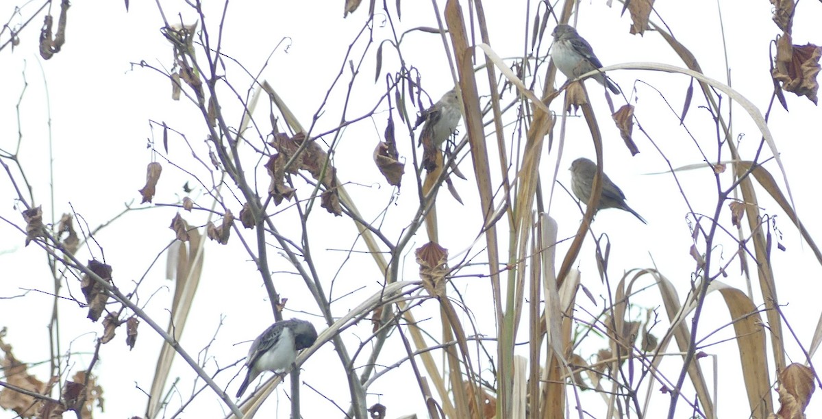 Chestnut-throated Seedeater - ML612245369