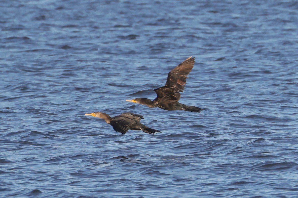 Double-crested Cormorant - Allan Williams