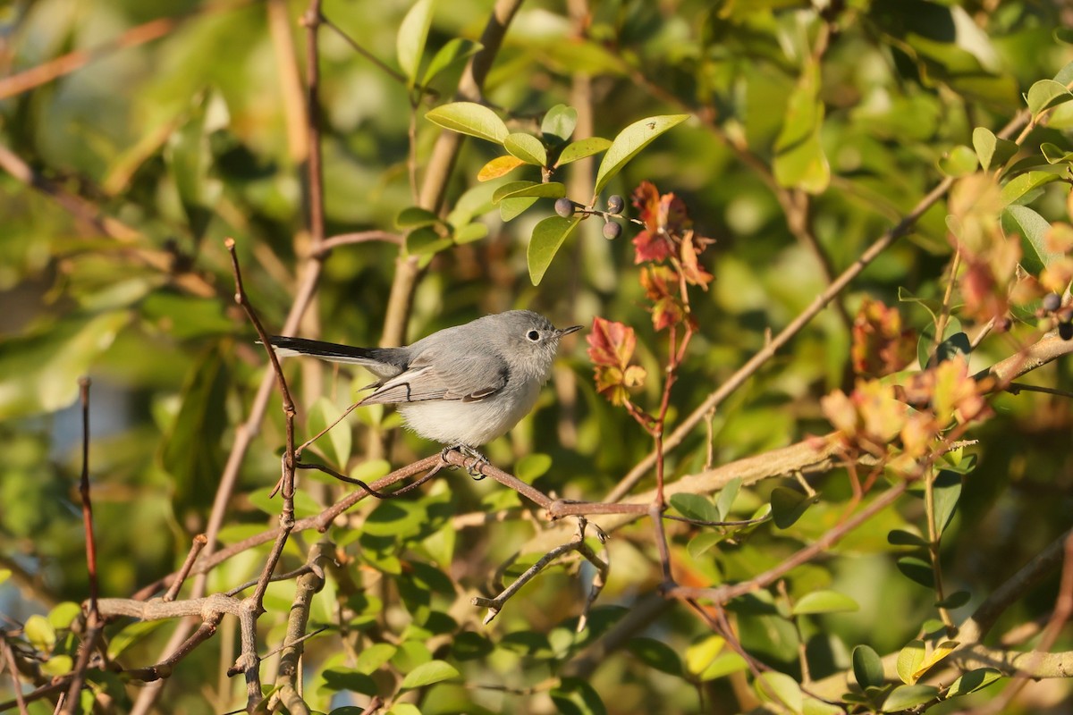 Blue-gray Gnatcatcher - ML612245401