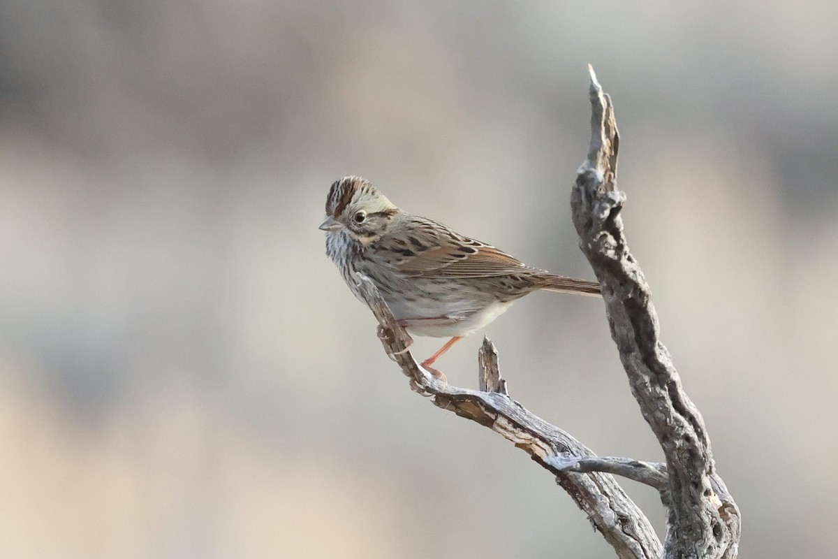 Lincoln's Sparrow - ML612245425