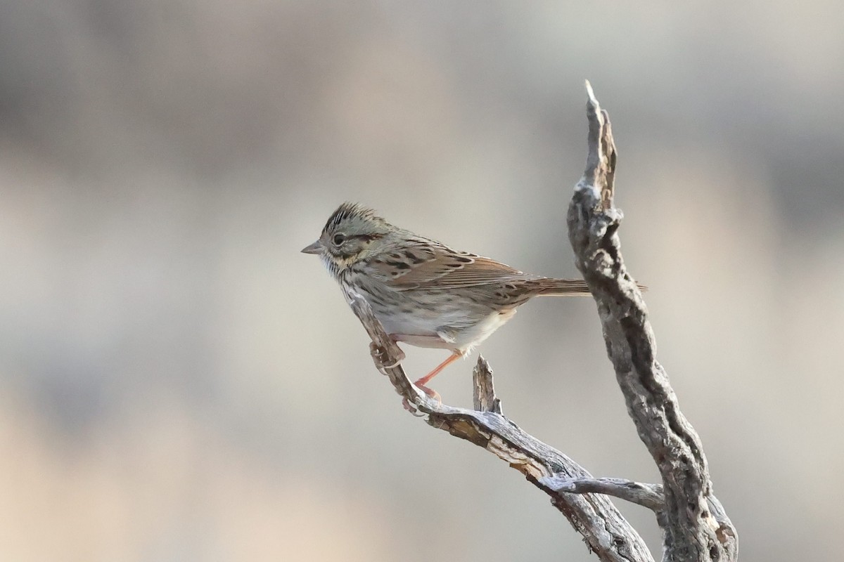 Lincoln's Sparrow - ML612245426