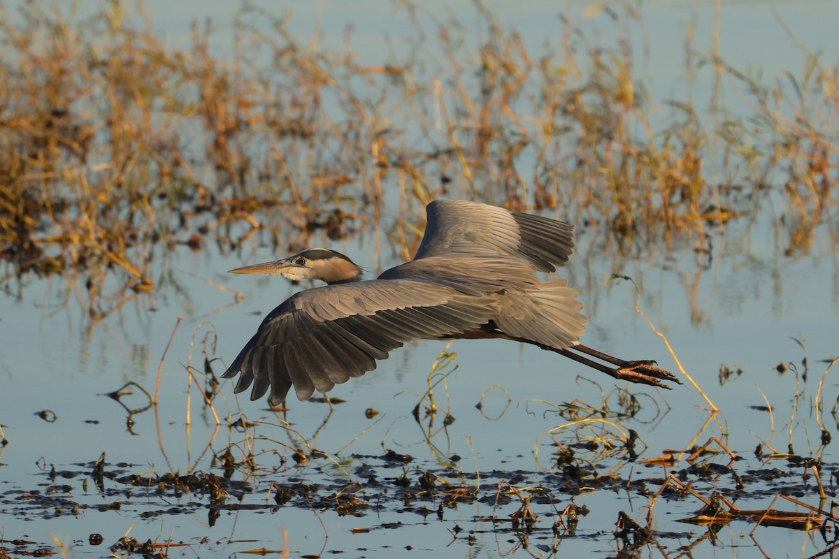 Great Blue Heron - ML612245430