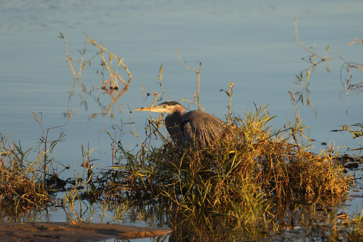 Great Blue Heron - ML612245443