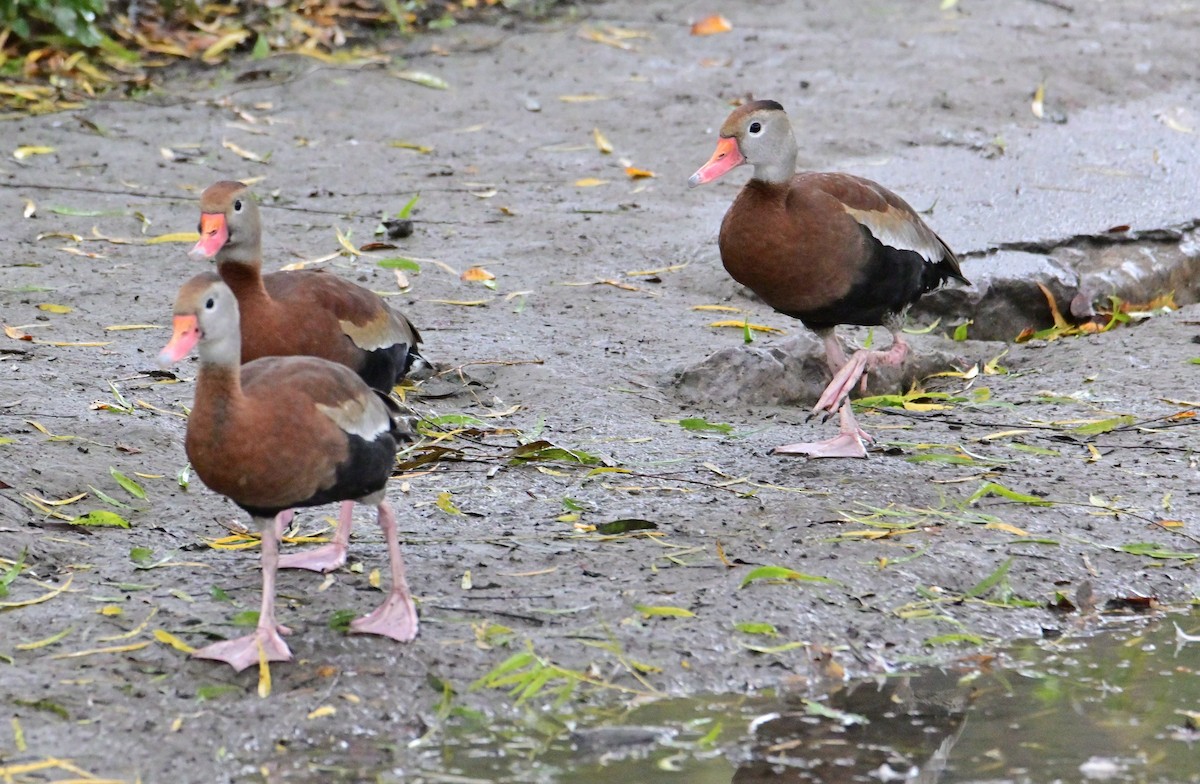 Black-bellied Whistling-Duck - Sharon Broniatowski