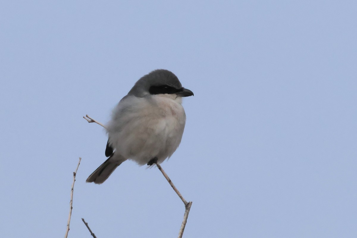 Loggerhead Shrike - ML612245459