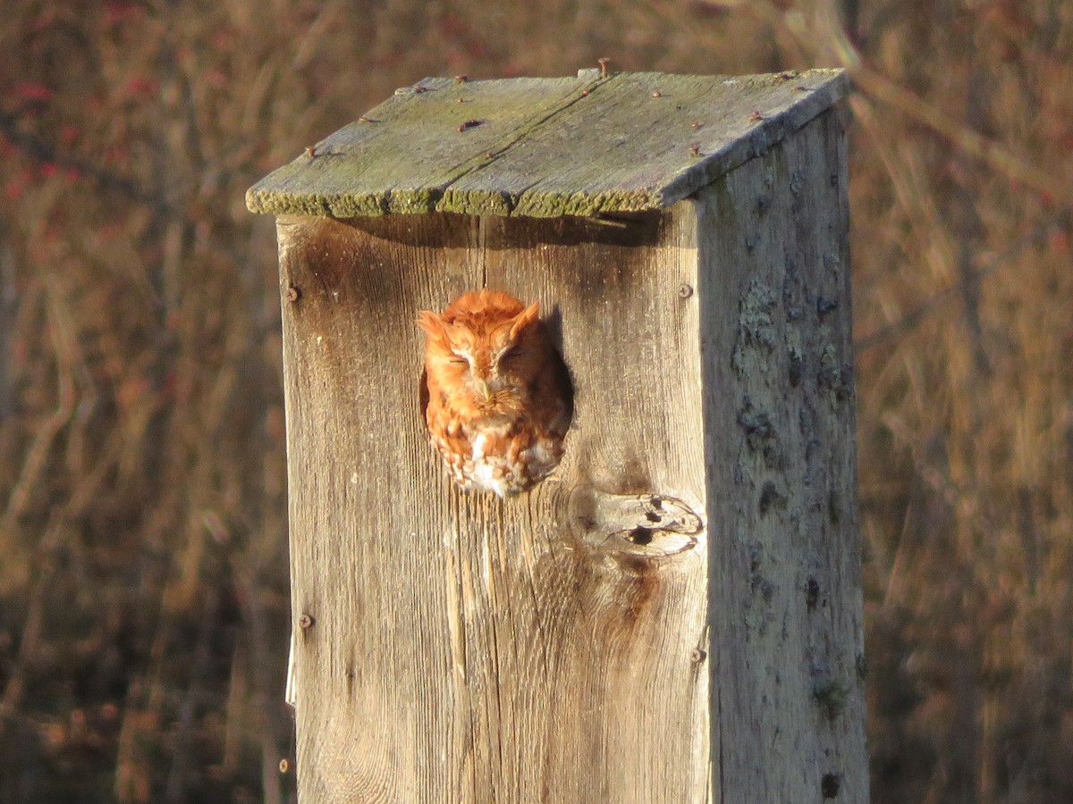 Eastern Screech-Owl - ML612245477